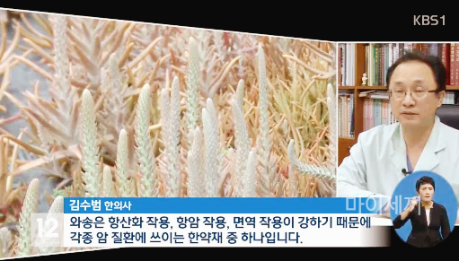 와송 효능
