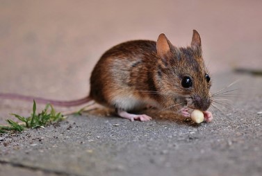 2026년 병오년 쥐띠 신년운세 무료보기