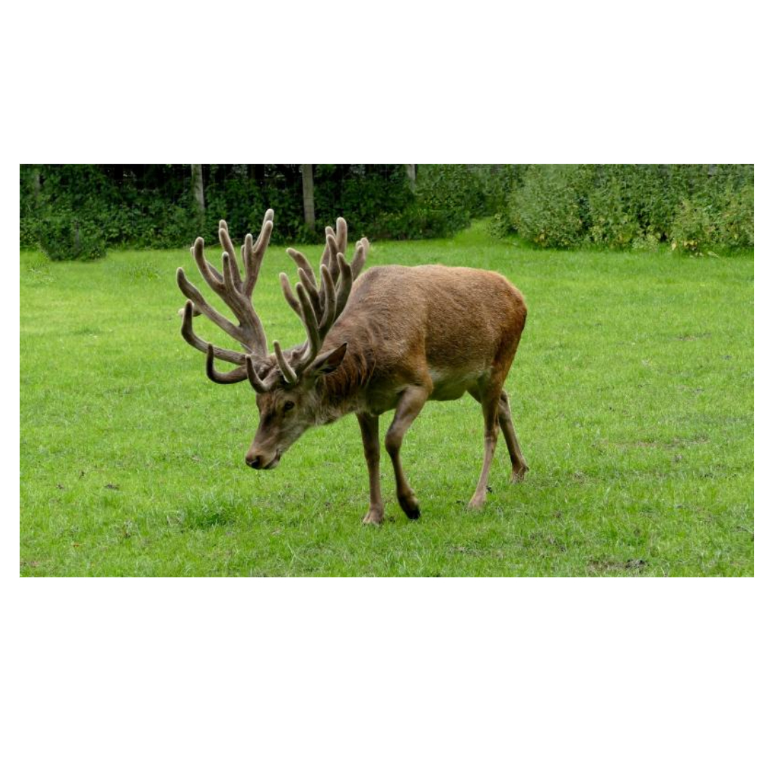 녹용과 관련된 사진입니다.