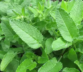 초석잠 효능과 영양성분, 주의점