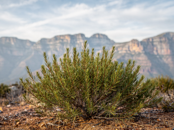 루이보스차의 효능