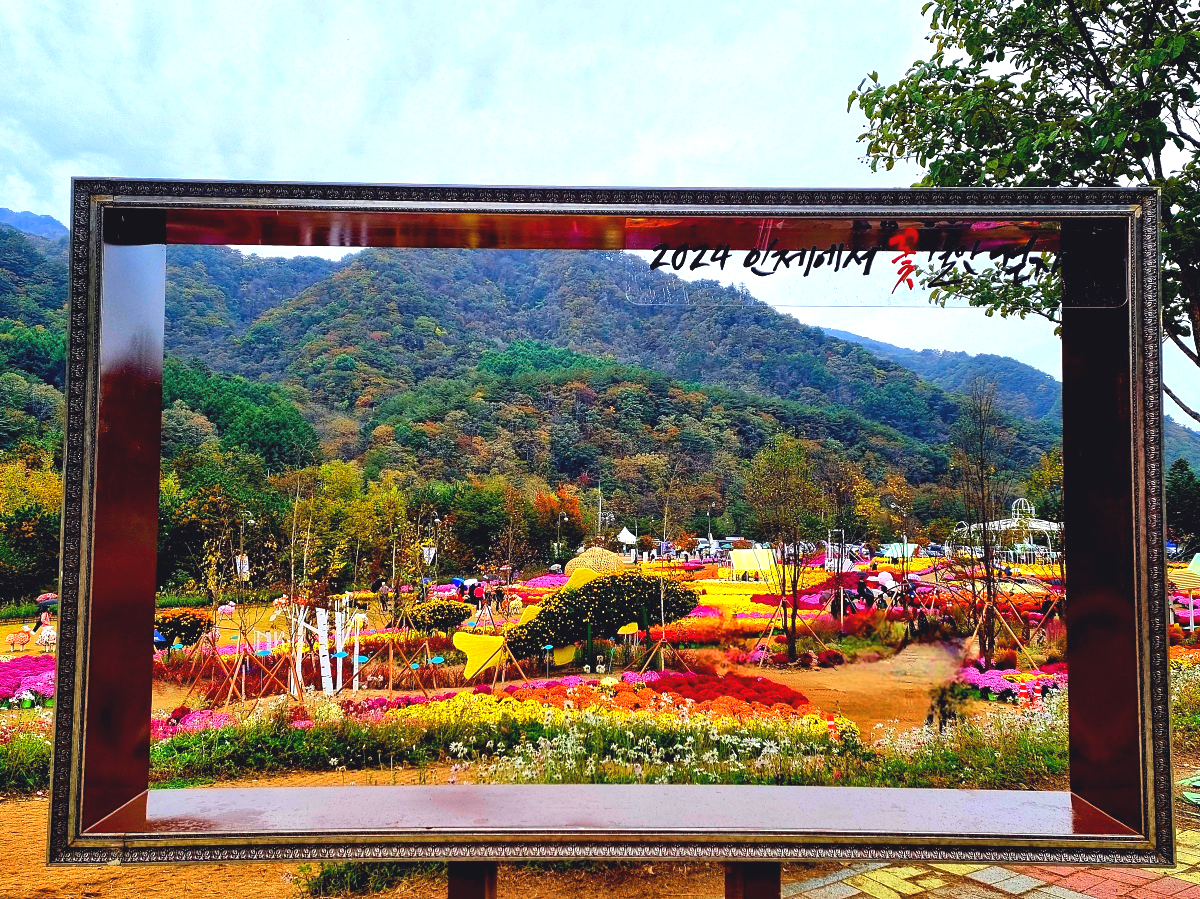 다시 찾아간 2024 인제 가을꽃축제: 국화, 야생화, 수변산책로, 숲 속 꽃길의 매력