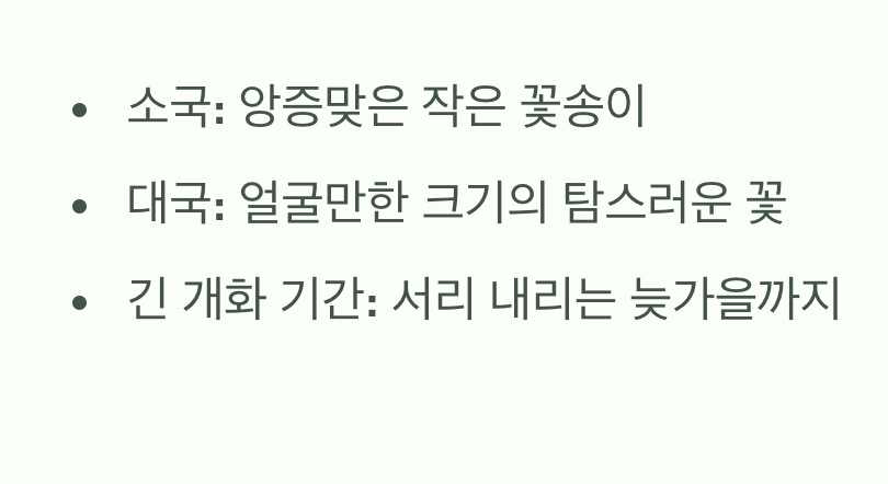 가을의 여왕&amp;#44; 국화 (소국&amp;#44; 대국)