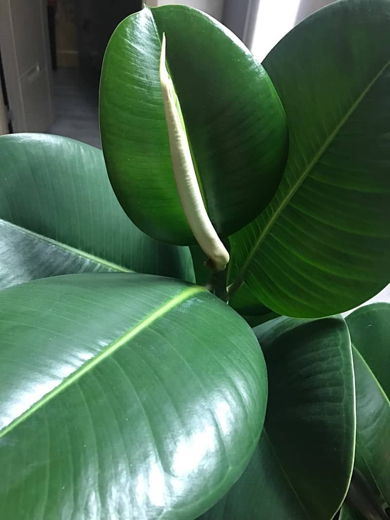 내가 되살린 반려식물 회복일지