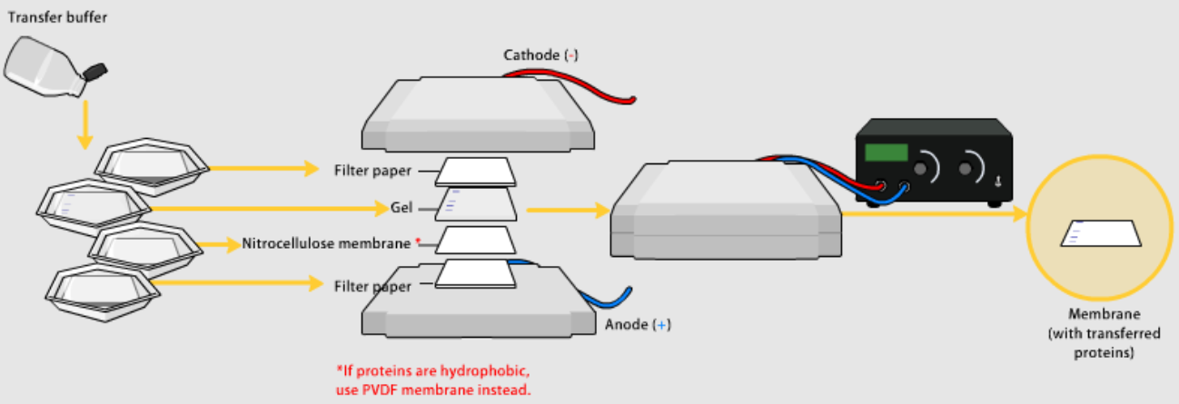 Western blot_웨스턴 블랏