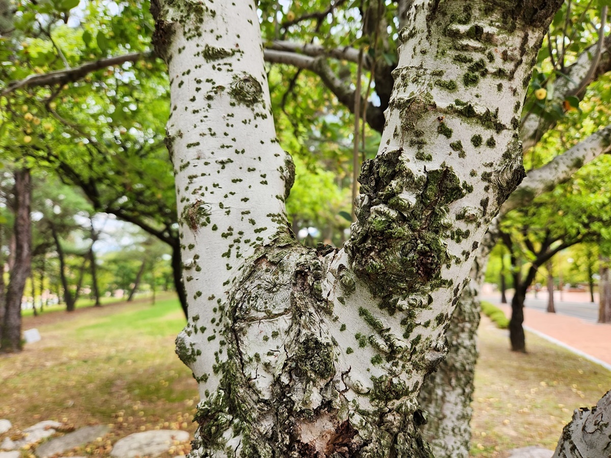 꽃사과나무