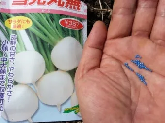 순무 재배 봄 가을 파종 비료 절감 키우기 요령_10