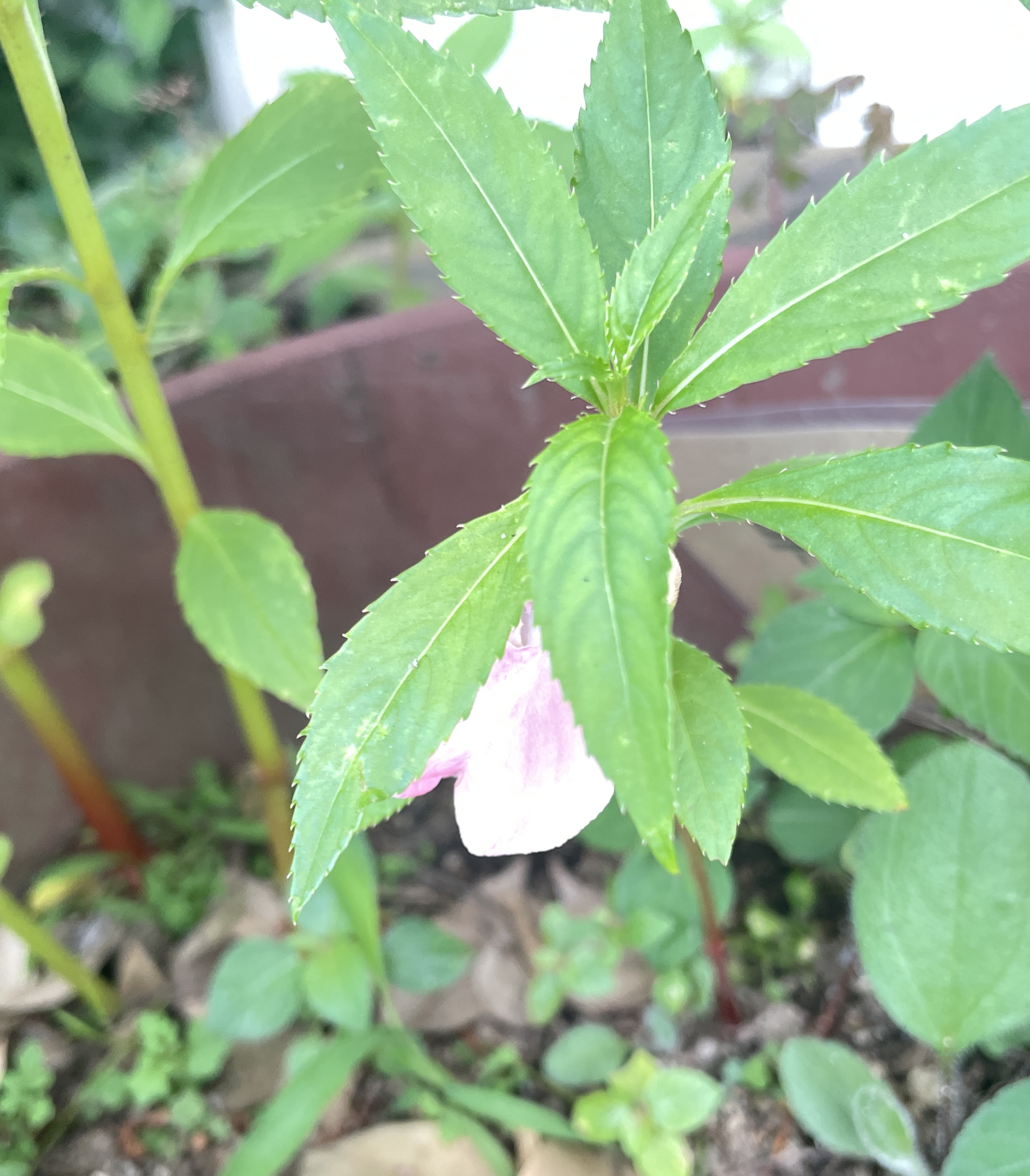 봉선화 종류 총정리｜색깔별&middot;품종별 특징 한눈에 알아보기