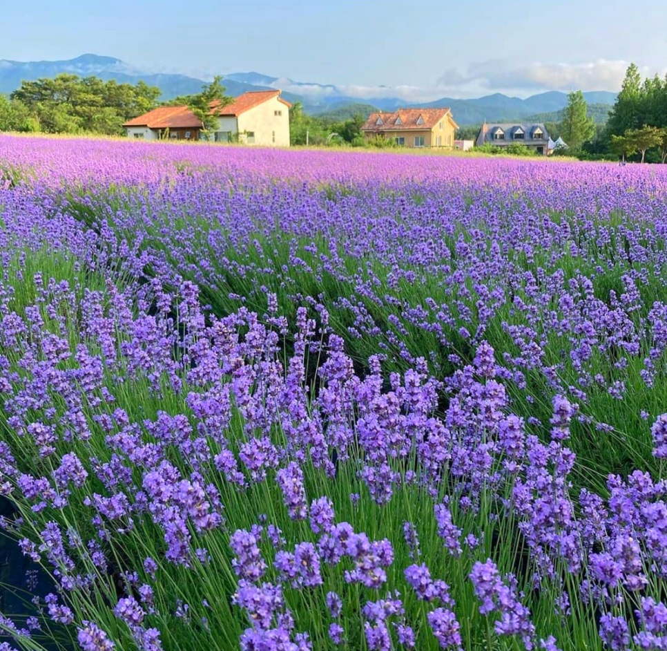 고창 청농원 라벤더 축제