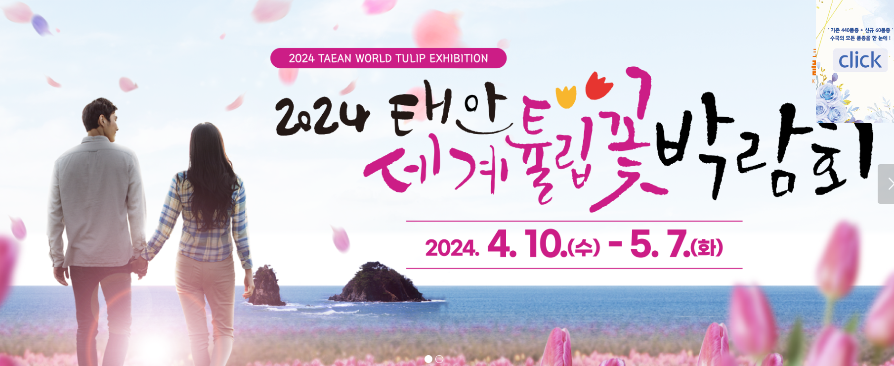 태안-튤립축제