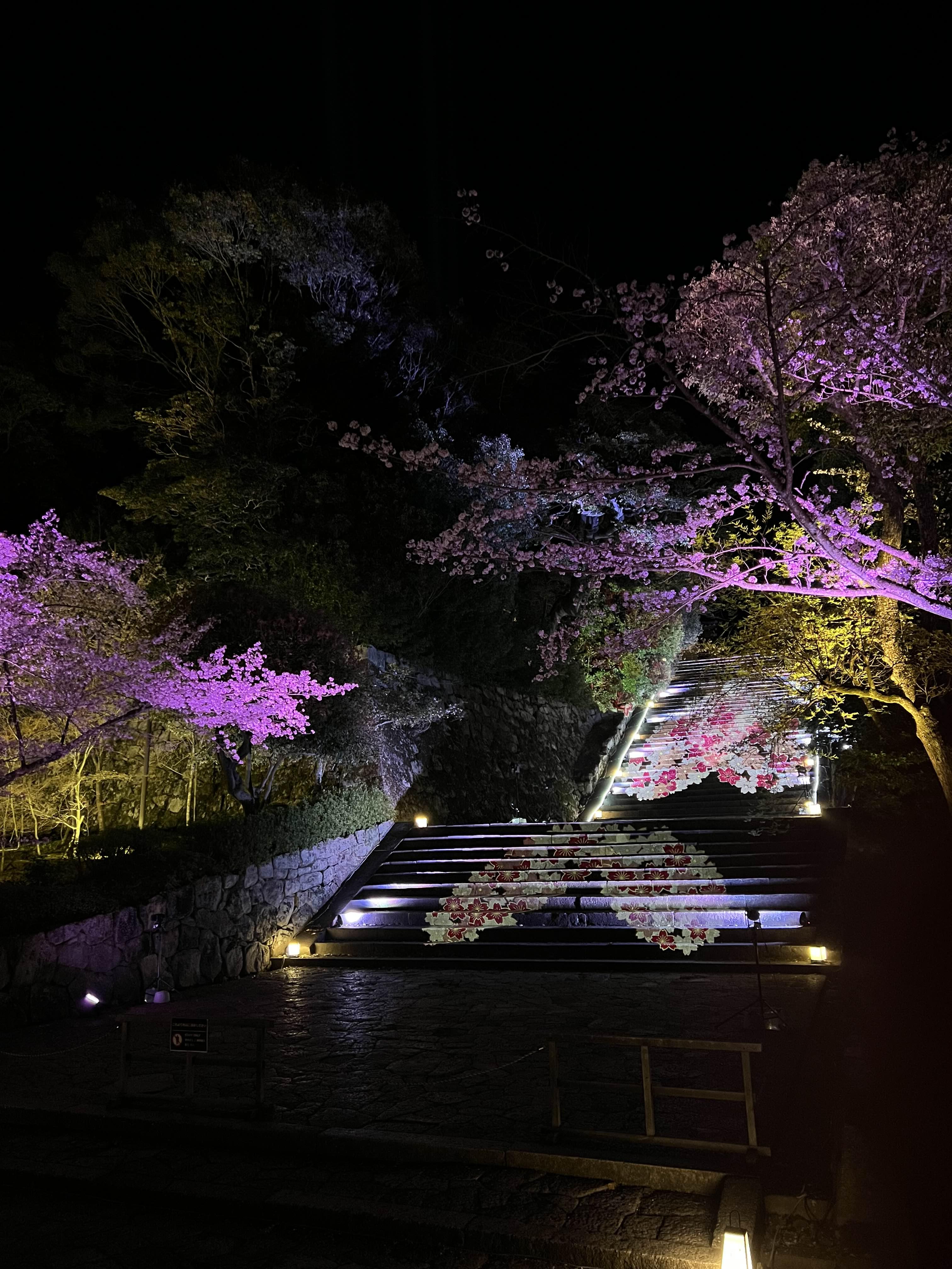 지온인 벚꽃 동영상