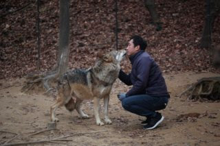 늑구 포획 현상금 청주 암컷 AI사진 총정리