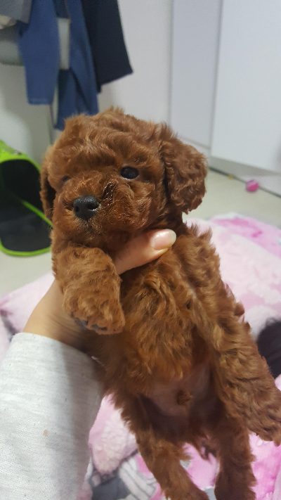 강아지 간식은 얼마나 줘야 할까? 급여할 때 알아둘 점