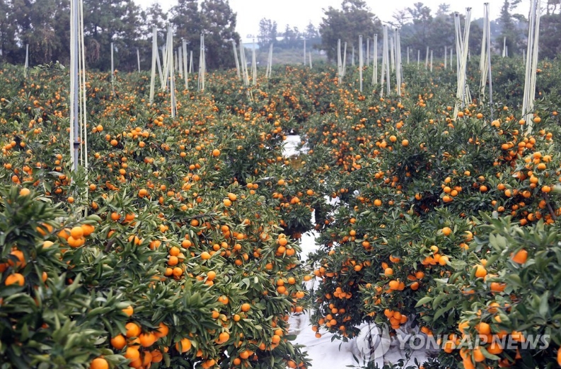 감귤밭이미지/사진