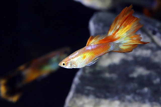 🐠 가을철 수온 변화와 구피 피부 질환 예방 관리법