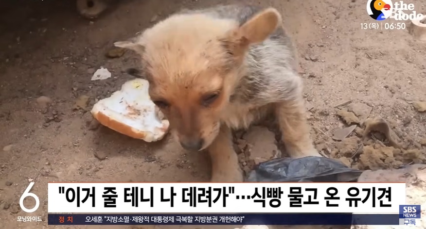 유기견의 감동적인 이야기