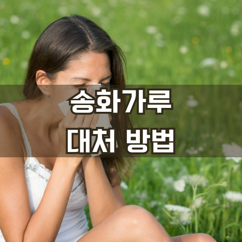 송화가루 날리는 시기와 시간