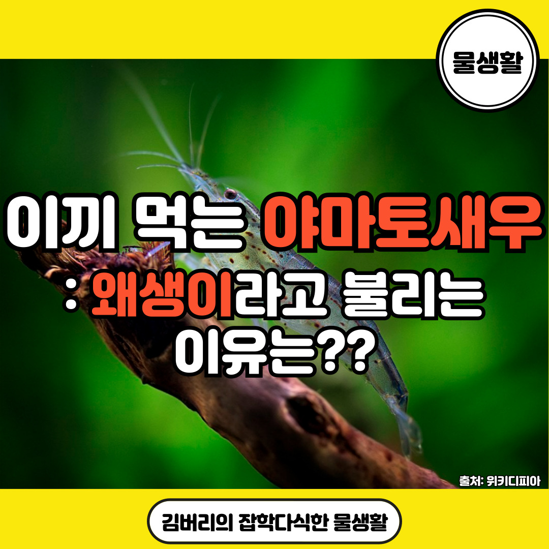 야마토새우