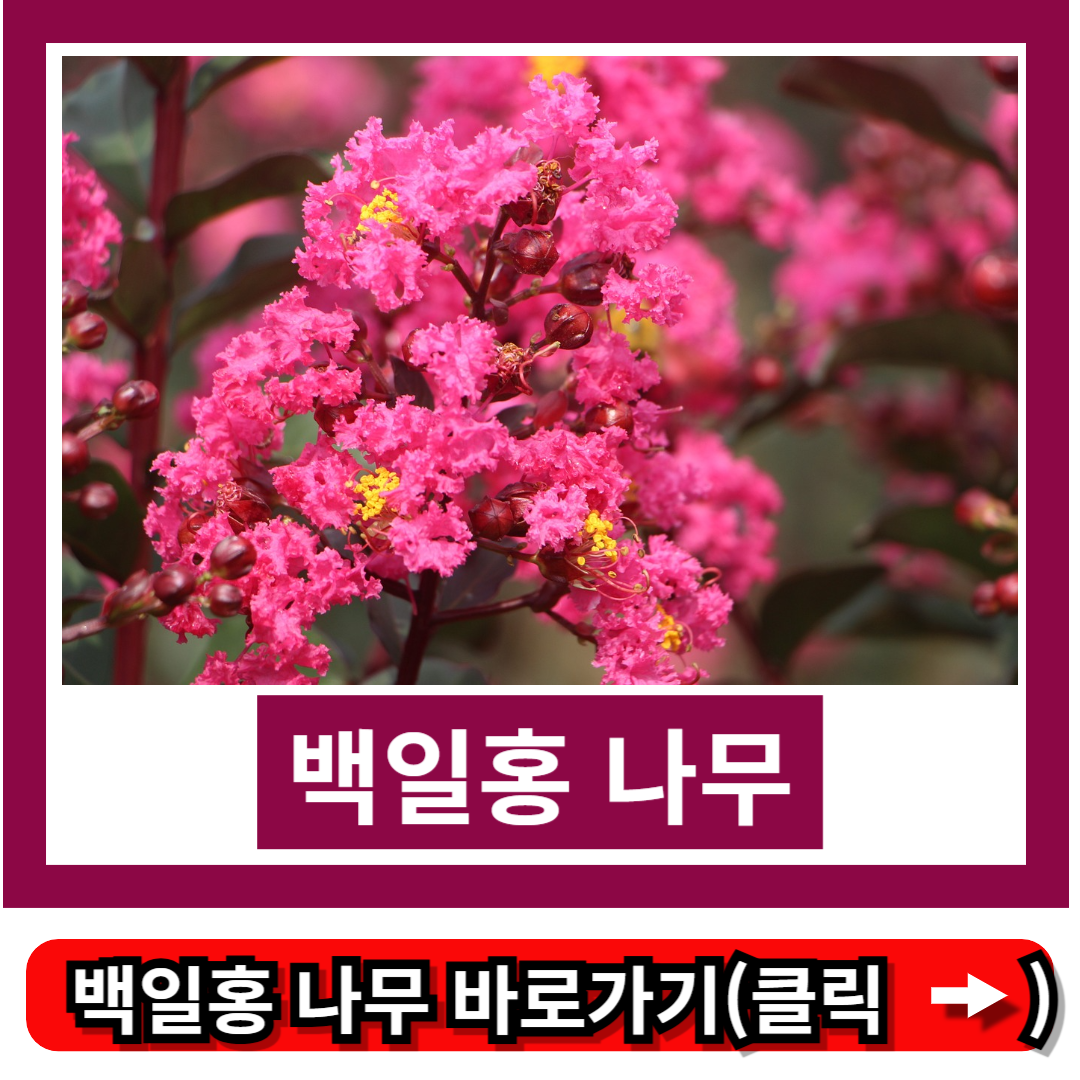 백일홍 나무