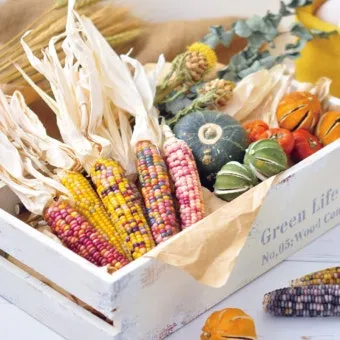 옥수수 키우는 법 품종 파종 수분수 당도 올리는 비결_10