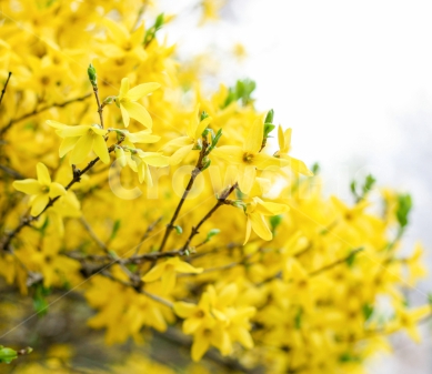 봄꽃 개나리꽃