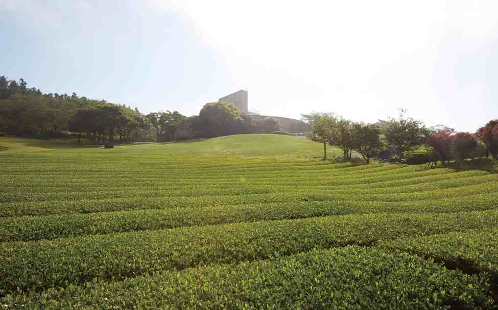 오설록 티뮤지엄의 향기로운 녹차밭