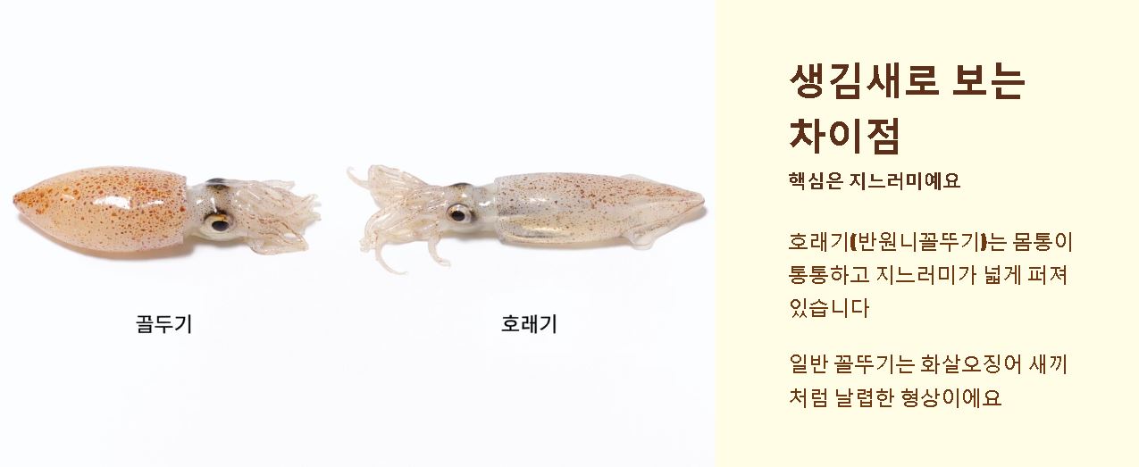 호래기 꼴뚜기차이