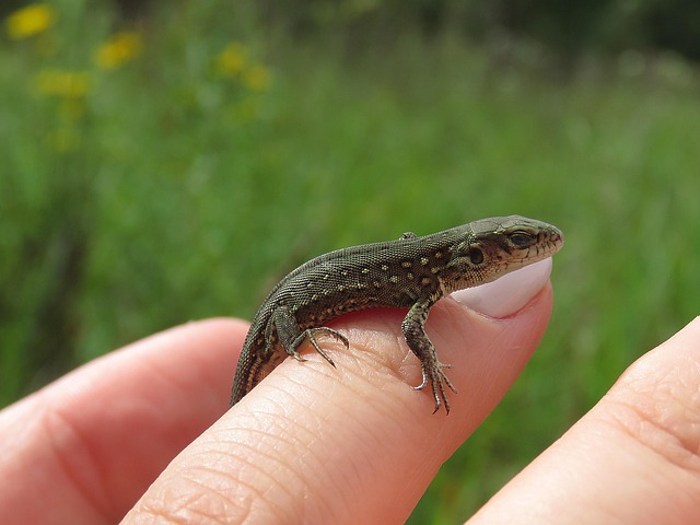 파충류 먹이를 직접 키우는 방법: 크리켓과 밀웜 사육 가이드