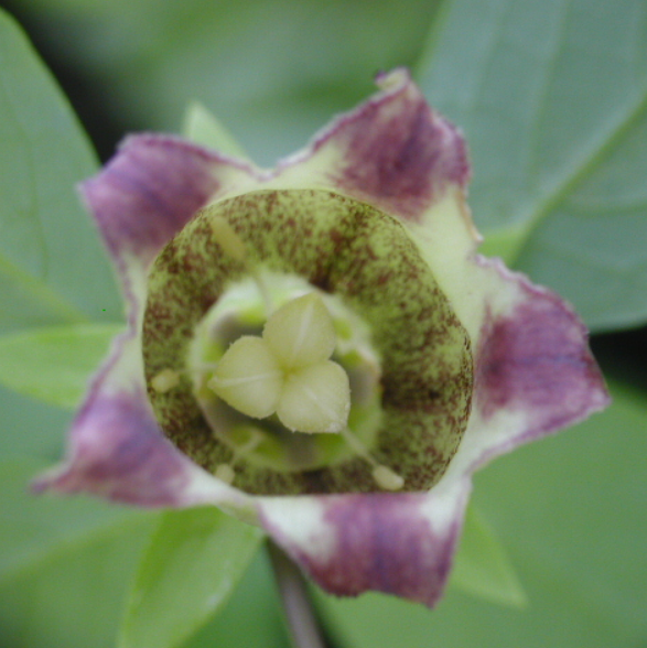  6시내고향 강원 횡성 &amp;#39;더덕&amp;#39; 주주리농장 택배 온라인 주문 방법 농장 연락처2