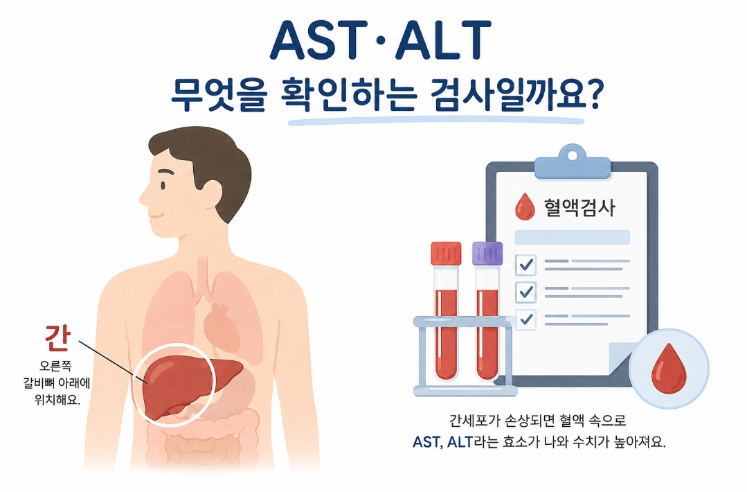 AST 와 ALT 혈액검사