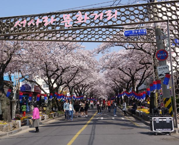 제주 전농로 벚꽃길
