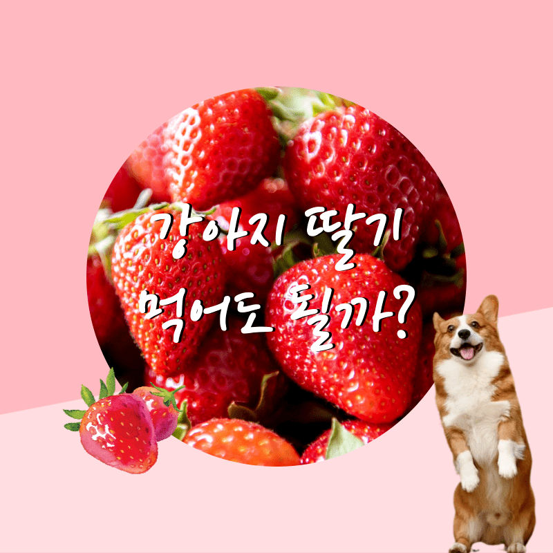강아지-먹어도-되는-과일