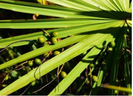 쏘팔메토의-효능