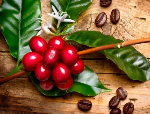coffee tree