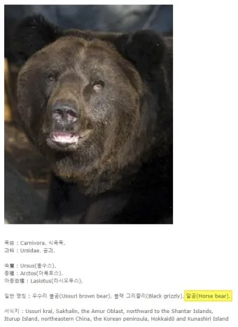 우수리 불곰 특징 성격 서식지_10