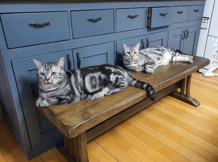 고양이가 갑자기 공격적으로 변하는 원인