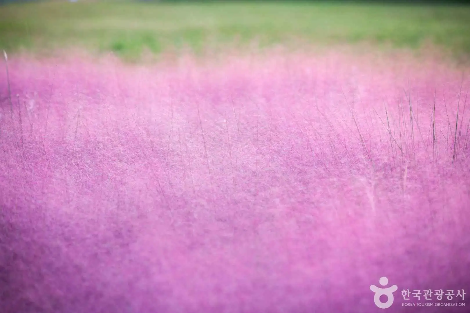 경주 첨성대 핑크뮬리