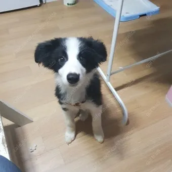 보더콜리분양가 2024년 가격 정보와 분양 팁_14