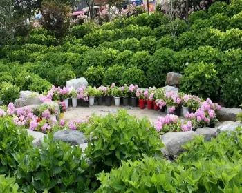 공주 수국축제 유구 색동 수국 정원 꽃축제_21