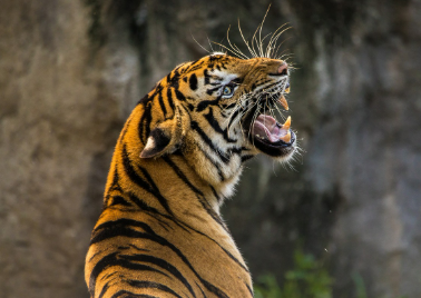 2025년 6월 호랑이띠 생년별 운세