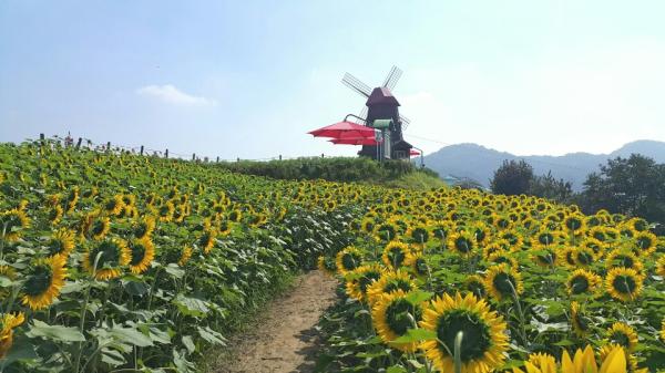 함안 악양둑방 꽃양귀비 꽃구경