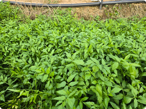 텃밭 고랑에 자생하는 미나리