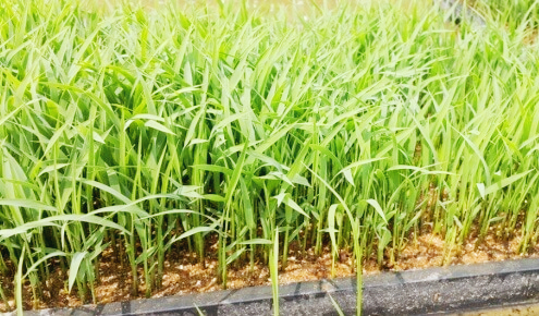 벼의 한살이 과정 확인하기