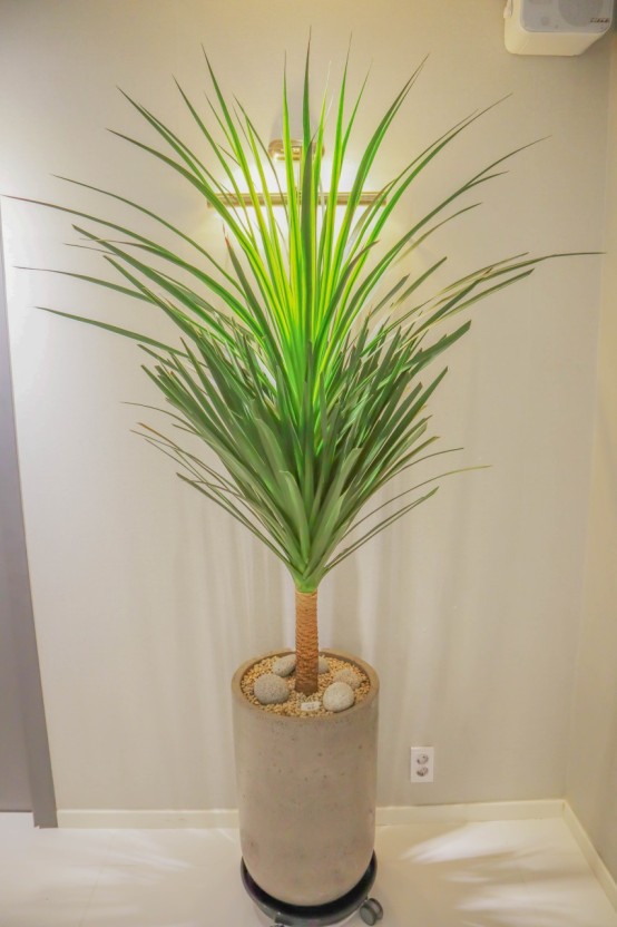 드라코 물주기 햇빛관리