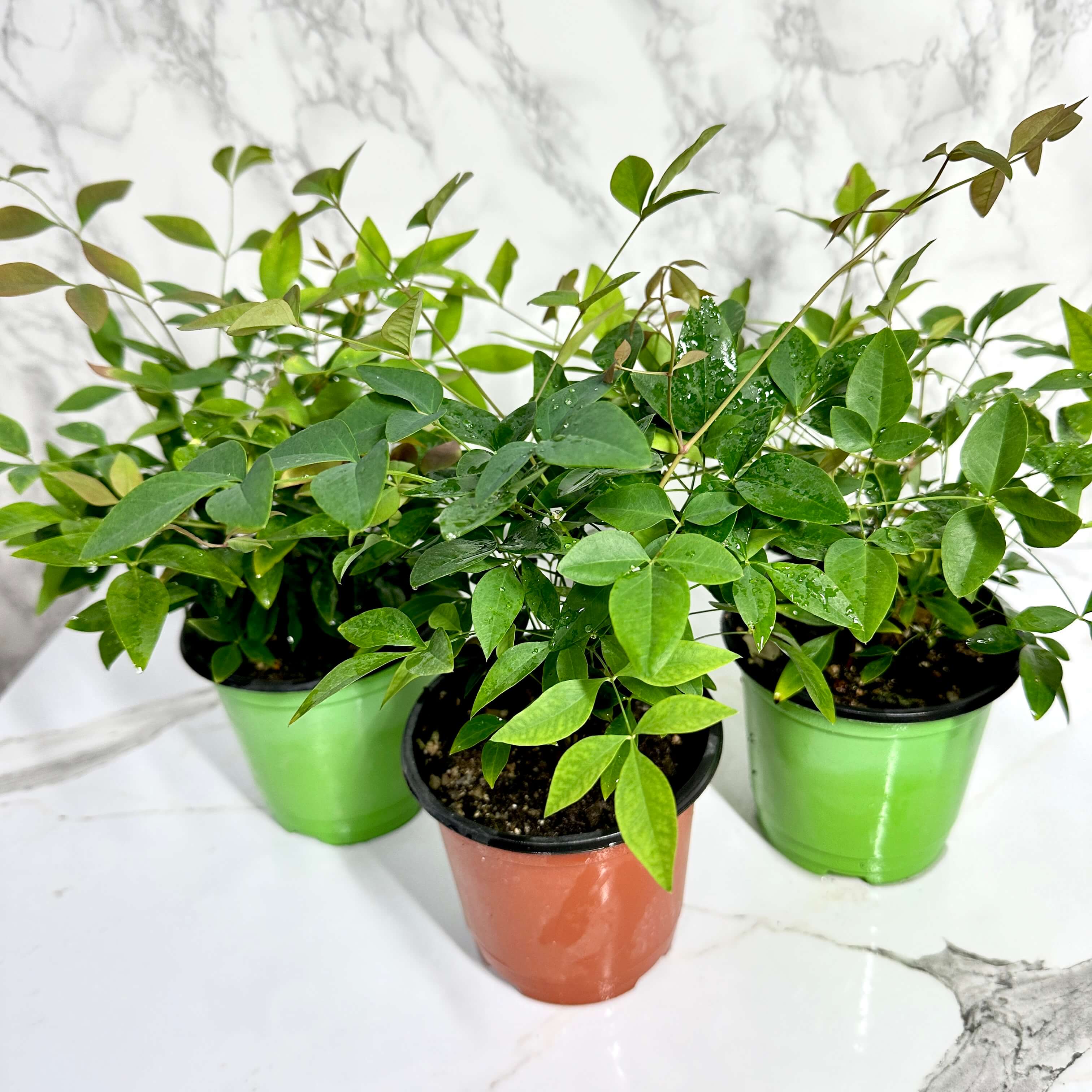 남천 나무 키우기