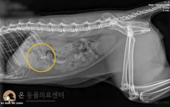 "고양이