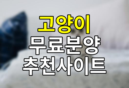 고양이 무료분양 입양 사이트 추천 4곳