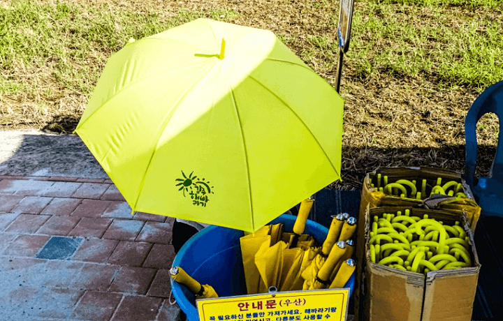 강주 해바라기 축제