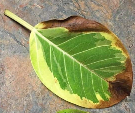 죽어가는 뱅갈고무나무 대처법