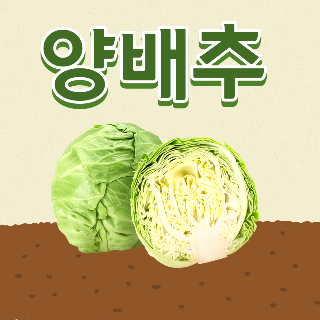 양배추 효능 부작용 cabbage 좋은 점